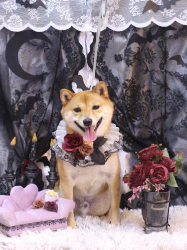 20231022茶々丸くん